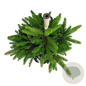 Picea a. 'Will's Zwerg' 40-50 cm P26