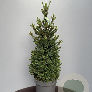Picea a. 'Will's Zwerg' 60-80 cm met kluit extra