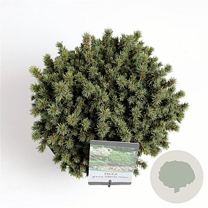Picea gl. 'Alberta Globe' 25-30 cm 5,0L