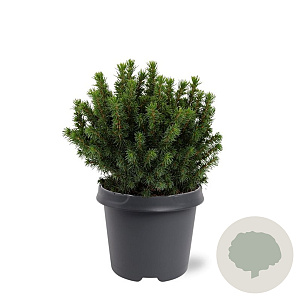 Picea gl. 'Alberta Globe' 25-30 cm 5,0L
