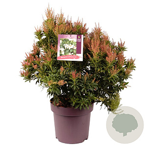 Pieris jap. 'Cupido' 50-60 cm 13L