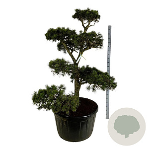 Pinus contorta 175-200 cm cont. 285L bonsai