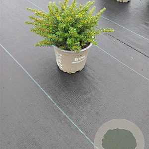 Erica darl. 'Kramer's Rote' 10-12 cm P12