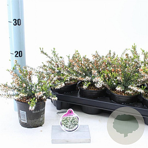 Erica darl. 'White Perfection' 10 cm P10,5