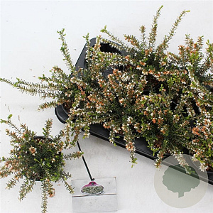 Erica darl. 'White Perfection' 10 cm P10,5