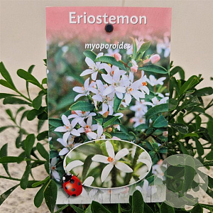 Eriostemon myoporoides 25-30 cm 2,5L