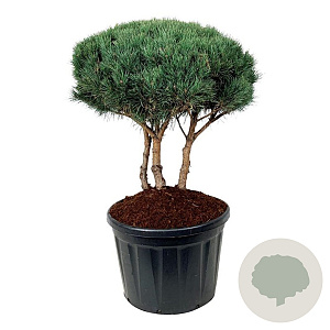 Pinus sylv. 'Watereri' 80-100 cm cont. 180L scherm