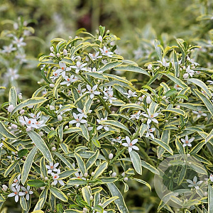 Eriostemon myoporoides Gold Touch 30-35 cm 2,0L