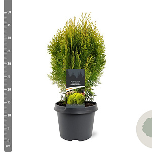 Platycladus or. 'Aurea Nana' 25-30 cm 3,5L