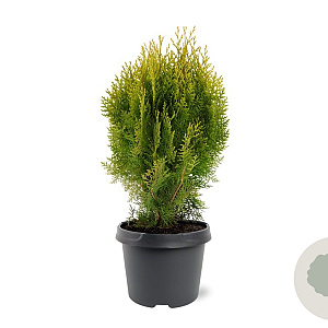 Platycladus or. 'Aurea Nana' 25-30 cm 3,5L