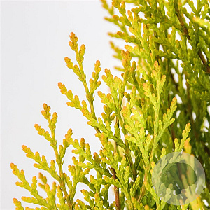 Platycladus or. 'Pyramidalis Aurea' 40-50 cm 3,0L