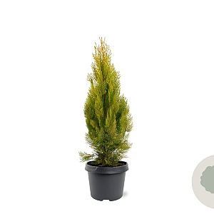 Platycladus or. 'Pyramidalis Aurea' 40-50 cm 3,0L