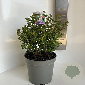 Escallonia 'Apple Blossom' 30-35 cm 5,0L