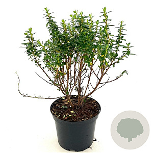 Escallonia 'Compacta Coccinea' 30-40 cm 2,0L