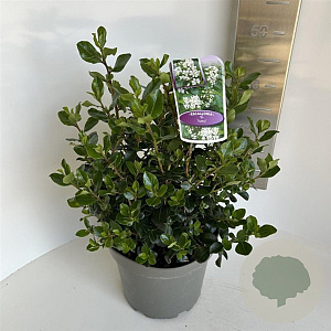 Escallonia 'Iveyi' 30-40 cm 5,0L