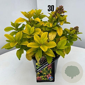 Escallonia laevis Pink Lemon 25-30 cm 2,0L
