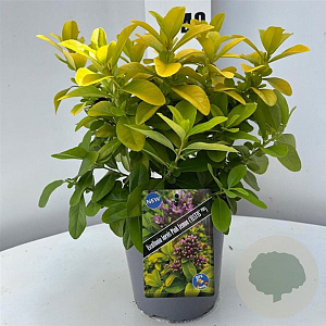 Escallonia laevis Pink Lemon 25-30 cm 2,0L
