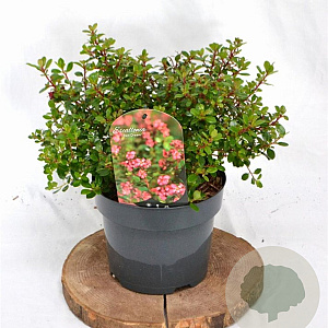 Escallonia 'Red Dream' 25-30 cm 3,0L