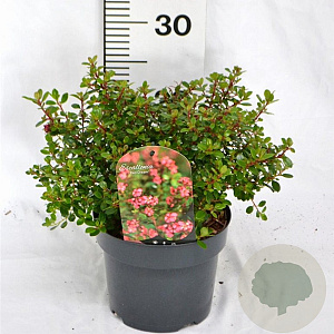 Escallonia 'Red Dream' 25-30 cm 3,0L