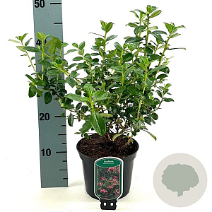 Escallonia rubra macrantha 30-35 cm 2,0L