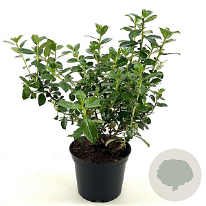 Escallonia rubra macrantha 30-35 cm 2,0L