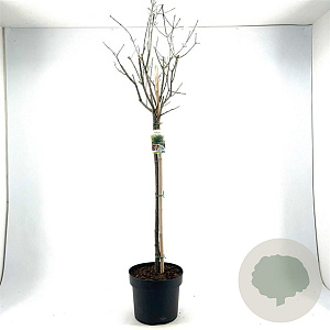 Euonymus europaeus 80 cm stam 10L bol
