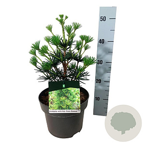 Sciadopitys vert. Green Diamond 30-40 cm 4,5L