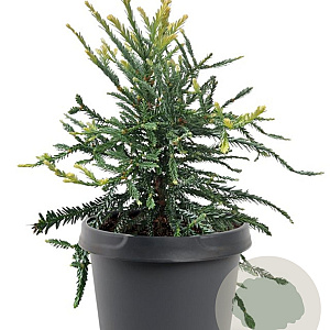 Sequoia s. 'Adpressa' 25-30 cm 3,5L