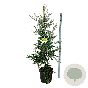 Sequoia s. 'Adpressa' 170-200 cm cont. 55L extra