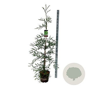 Sequoia s. 'Illa Martin' 150-175 cm 15L