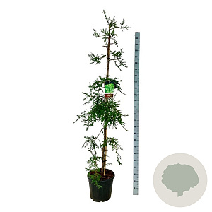 Sequoia s. 'Illa Martin' 175-200 cm 30L extra