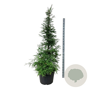 Sequoia s. 'Illa Martin' 200-250 cm cont. 90L extra