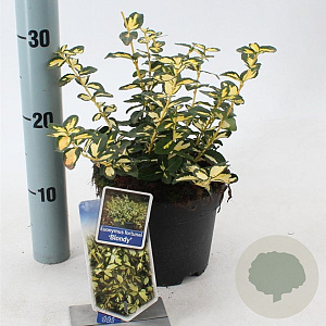 Euonymus fort. Blondy 20-25 cm 2,0L