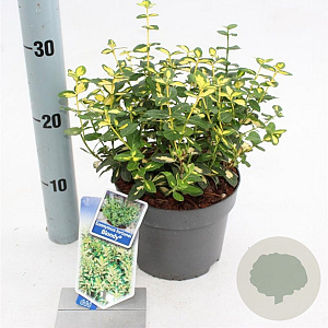 Euonymus fort. Blondy 20-25 cm 2,0L