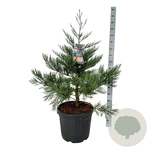 Sequoiadendron g. 'H. Mammoth One' 80-100 cm cont. 55L extra