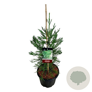 Sequoiadendron g. 'H. Mamm. Three' 80-100 cm 15L