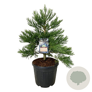 Sequoiadendron g. 'H. Mammoth Two' 80-100 cm cont. 55L extra