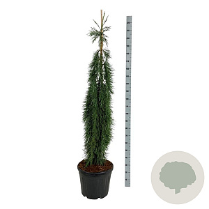 Sequoiadendron g. 'Pendulum' 150-175 cm cont. 55L extra