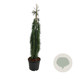 Sequoiadendron g. 'Pendulum' 150-175 cm cont. 55L extra