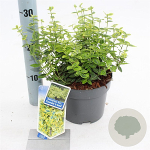 Euonymus fort. 'Emerald 'n' Gold' 20-25 cm 2,0L