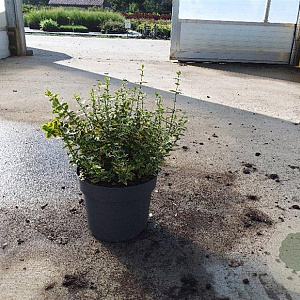 Euonymus fort. 'Emerald 'n' Gold' 40-50 cm 10L