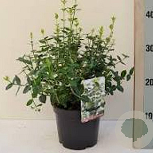 Euonymus fort. 'Emerald 'n' Green' 15-20 cm C1