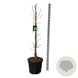 Taxodium dist. 'Pevé Minaret' 150-175 cm cont. 55L extra