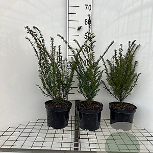 Taxus baccata 40-50 cm 3,0L