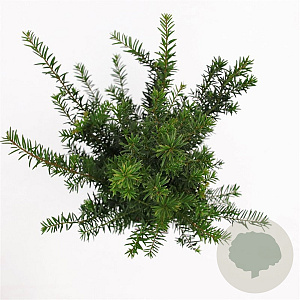 Taxus baccata 80-100 cm 4,0L
