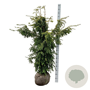 Taxus b. 'Dovastonii Aurea' 140-160 cm met kluit extra