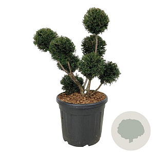 Taxus b. 'Höpken's Gigant' 60-80 cm cont. 55L multi bol