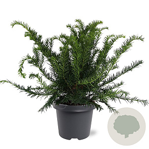 Taxus b. 'Repandens' 30-40 cm 5,0L