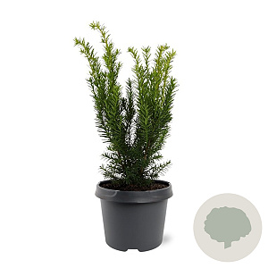 Taxus media 'Densiformis' 25-30 cm 3,5L