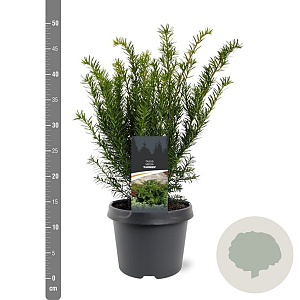Taxus media 'Farmen' 25-30 cm 3,5L